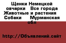 Щенки Немецкой овчарки - Все города Животные и растения » Собаки   . Мурманская обл.